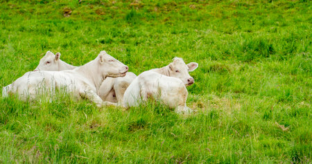 Some resting white cows on a meadow seen in the Black Forest in Southern Germany at summer timeの写真素材
