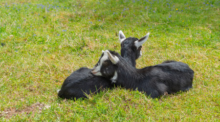 Two resting black goats on a meadow seen in the Black Forest in Southern Germany at summer timeの写真素材