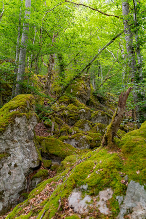 Forest impression seen around SchÃ¶nau in the Black Forest, a town in the district of LÃ¶rrach in Baden-WÃ¼rttemberg, Germanyの写真素材
