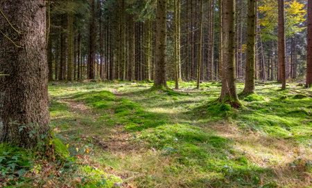 Idyllic forest scenery at summer time lakes in southern Germany