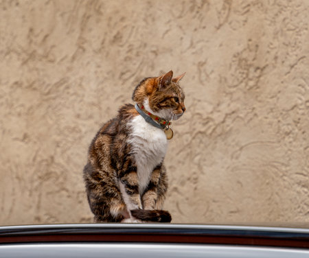 Cat with neckband resting on a car roof seen in Franceの写真素材