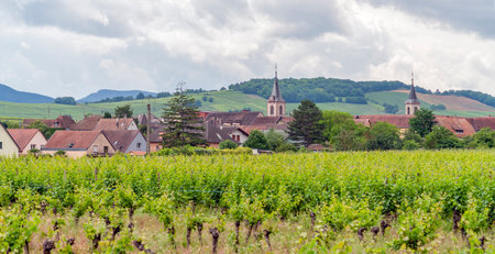 Idyllic Alsace scenery in the Haut-Rhin department in Grand Est in north-eastern Franceの写真素材