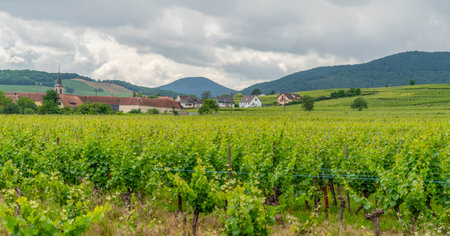 Idyllic Alsace scenery in the Haut-Rhin department in Grand Est in north-eastern Franceの写真素材