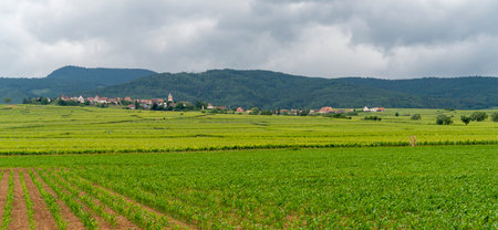 Idyllic Alsace scenery around Zelleberg in the Haut-Rhin department in Grand Est in north-eastern Franceの写真素材