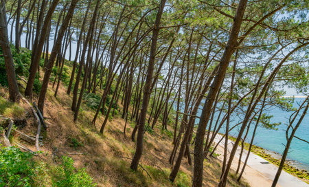 Scenery around the Dune of Pilat, the tallest sand dune in Europe. It is located in La Teste-de-Buch in the Arcachon Bay area in southern Franceの写真素材