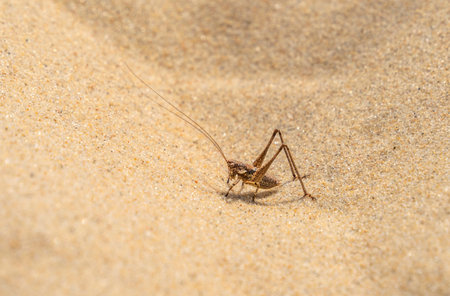 Brown bush cricket on sandy ground seen in southern Franceの写真素材