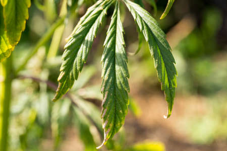 hemp agriculture
