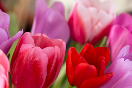 pink tulipsの写真素材