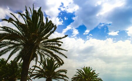 silhouettes of palm trees against the sky