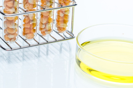 Research corn energy, biofuel and gmo in laboratory, yellow liquid in Petri Dishの写真素材