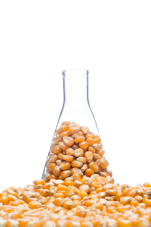 research corn in laboratory, biofuel and gmoの写真素材