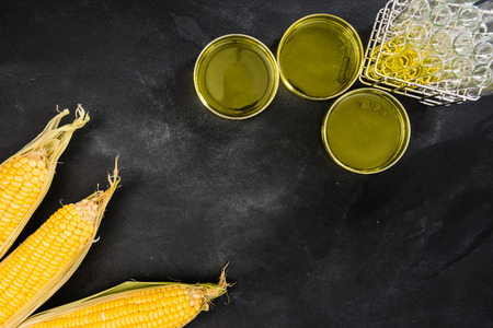 research on fresh sweet corn genetically modified foods in the studio room on the blank blackboard using chalk to writing down idea mind created content in the copyspace area.の写真素材