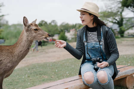 portrait girl with camera resting on bench in nara park is giving grass to the gentle deer. asian...