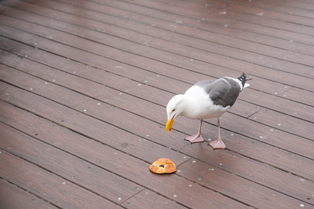 portrait of curious wild seagull bird looking at a piece of bread on the ground on the wooden dock at Old Fisherman Wharf in California usaの写真素材