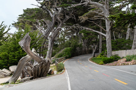curved road with cypress trees covering over it on 17 mile drive on the Monterey peninsula in California usa at springtimeの写真素材
