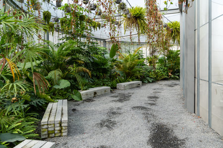 interior of a tropical greenhouse with various exotic palms and ferns. botanical garden with walkway at daytimeの写真素材