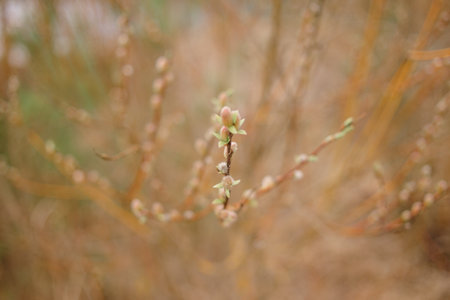 green new spring buds on a tree branch in early springの写真素材