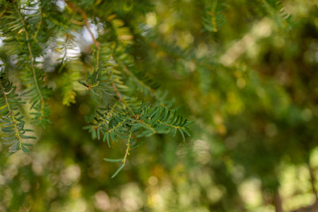 Gorgeous day in nature, with lush green grass and trees surrounded by a beautiful meadow of flowersの写真素材