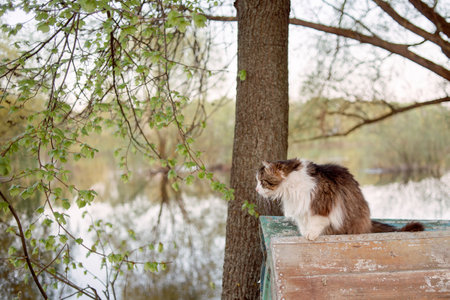 A cat looks away at a human hand in nature. Fluffy cat.の写真素材