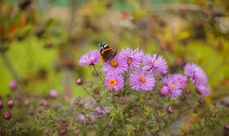 Summer field flowers. Butterfly sit on a pink flower