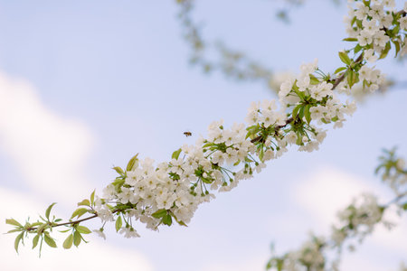 Spring garden with WHITE blossom apple tree