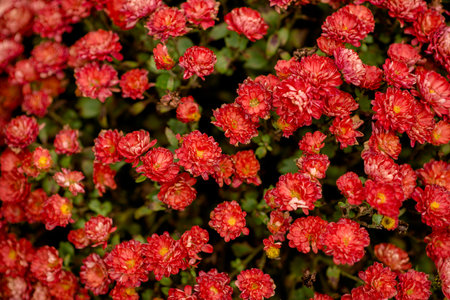 Chrysanthemums, close-up. Red chrysanthemums growing in the yard. Multiflora