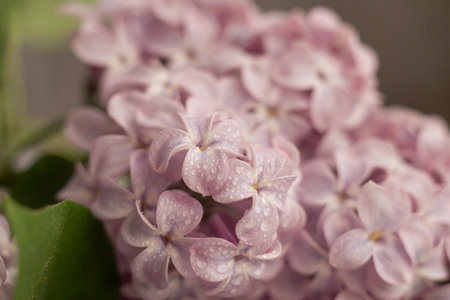 Close up of purple lilac flowers as backgroundの写真素材