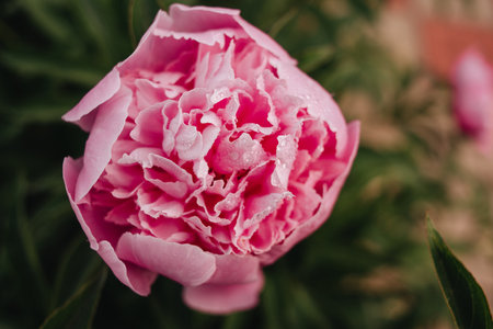 A beautiful open pink peony in the garden. Close-up of pink peonies on a green background. Space for textの写真素材