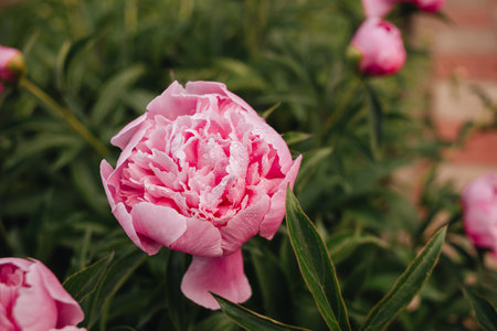 A beautiful open pink peony in the garden. Close-up of pink peonies on a green background. Space for textの写真素材