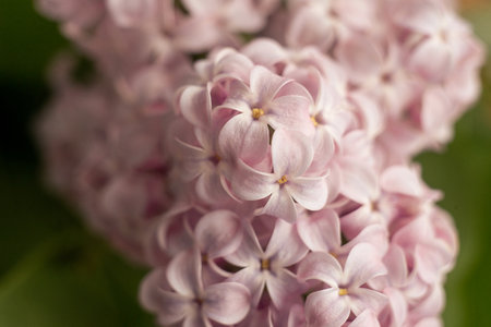 Close up of purple lilac flowers as backgroundの写真素材