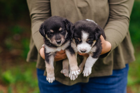 Puppy dog. A cute little puppy and a good friend. Dog training.の写真素材