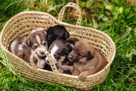 A purebred puppy. Cute little puppies in a basketの写真素材