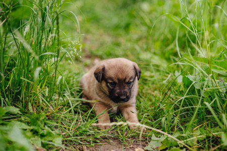 Puppy dog. A cute little puppy and a good friend. Dog training.の写真素材