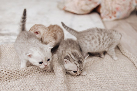 Fluffy kittens of the British breed