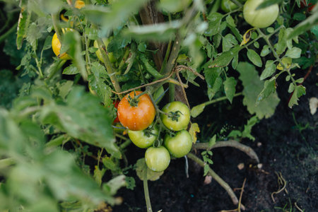 Tomato plants. A fresh bunch of red and green natural tomatoes in an organic vegetable garden.の写真素材