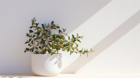 Green indoor plant in a white cylindrical pot against a white wall backgroundの素材