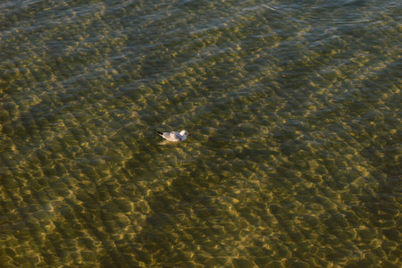 Baltic Sea in autumn, seagulls on the sea background