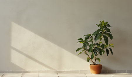 Green indoor plant in a white cylindrical pot against a white wall backgroundの素材