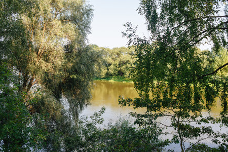 Summer photo of the river and trees