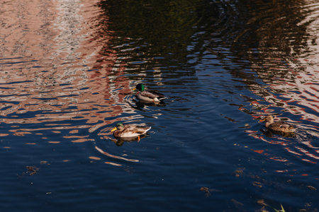 Group of ducks swimming in a lake
