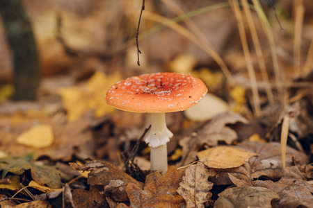 agaric fly agaric in an autumn forestの写真素材