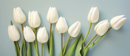 A bunch of fresh white tulipsの素材