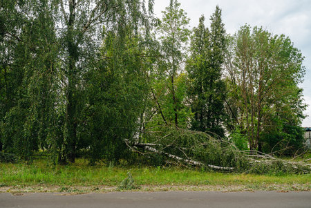 forest after hurricane, broken trees after the disaster