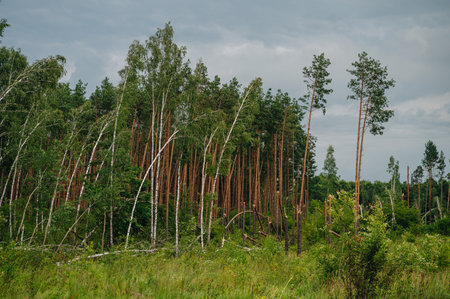 forest after hurricane, broken trees after the disaster
