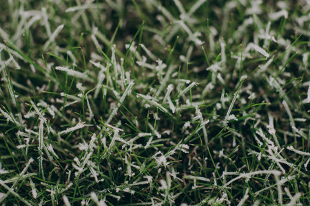 first frost on the grass, frost on green leaves, cold November. High quality photoの写真素材