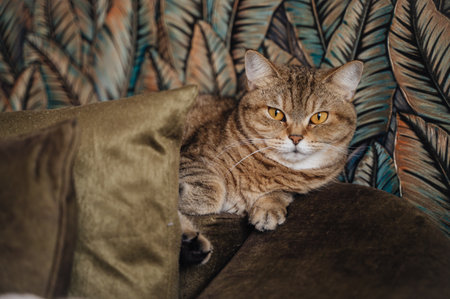 Cute striped brown cat with beautiful big eyes lies on the sofa at home. High quality photoの写真素材