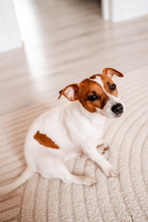 A playful Jack Russell Terrier sitting on the floor in a cozy home interior, looking curious and alert. Perfect for pet, home, and lifestyle themesの写真素材