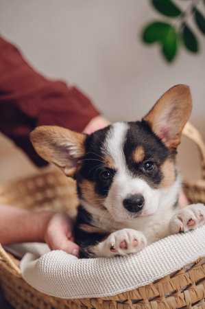 A small corgi puppy sits comfortably inside a woven basket. Ideal for themes of cuteness, petsの写真素材
