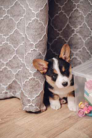 An adorable corgi puppy playfully hides behind a curtain at home.の写真素材