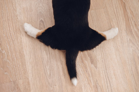 Curious and cute corgi puppy looking at camera, pet love and companionship concept. High qualityの写真素材